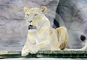 Lioness mouth open