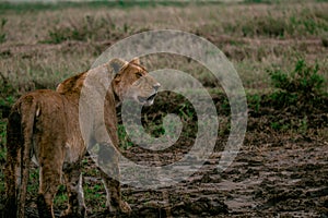 Lioness in the mud - savana Tanzania national park