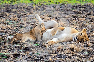 Lioness mum feeding her cub