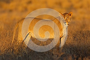 A lioness in natural habitat at sunrise, Kalahari desert, South Africa