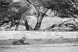 Lioness observing