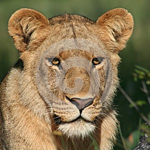 Lioness of the Okavango