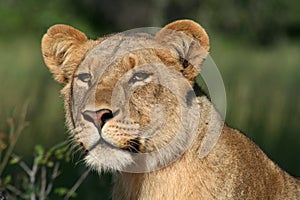 Lioness of the Okavango