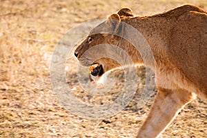 Lioness photo