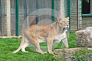 Lioness (P. Leo) snarls