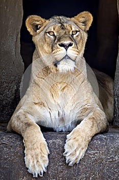 Lioness (panthera leo)