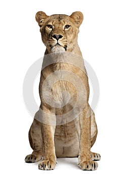 Lioness, Panthera leo, 3 years old, sitting