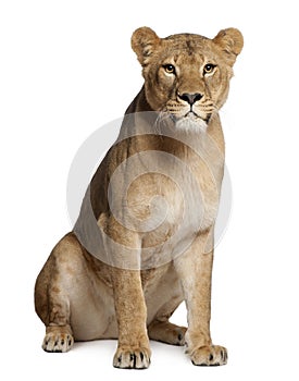 Lioness, Panthera leo, 3 years old, sitting photo