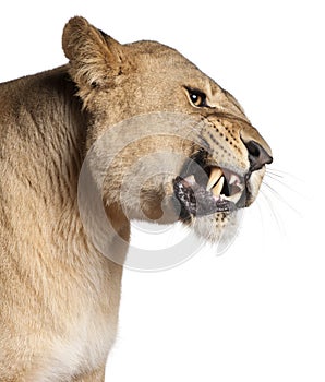 Lioness, Panthera leo, 3 years old, snarling