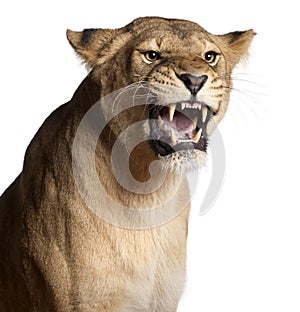 Lioness, Panthera leo, 3 years old, snarling photo