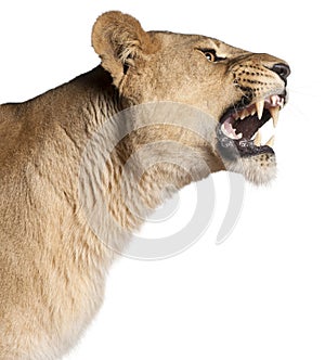 Lioness, Panthera leo, 3 years old, snarling