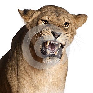 Lioness, Panthera leo, 3 years old, snarling photo