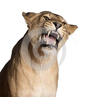 Lioness, Panthera leo, 3 years old, snarling photo