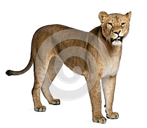 Lioness, Panthera leo, 3 years old, standing photo