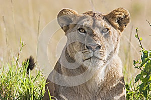 Lioness (Panthera Leo)