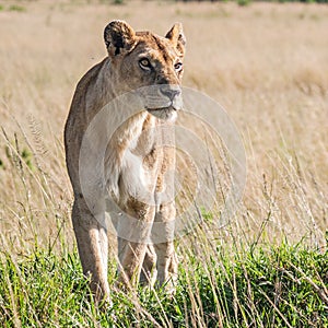 Lioness (Panthera Leo)