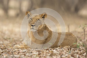 Lioness (Panthera leo)