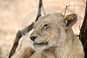 Lioness (Panthera leo)