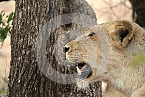 Lioness (Panthera leo)