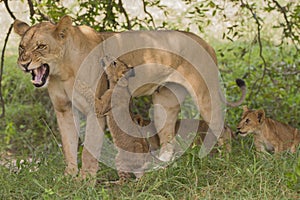 Lioness (Panthera leo) with cubs