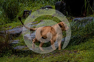 Lioness Panthera leo hunting on savanna, stalking