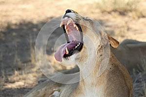 The Lioness Panthera leo  in Kalahari desert lying with open mouth and big teeth.