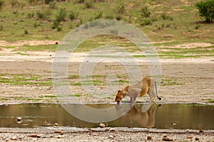 Lioness Panthera leo krugeri is drinking in the desert. Lion at the waterhole