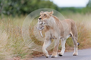 Lioness Panthera leo mother walking while carrying her newborn cub in her mouth