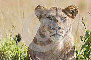 Lioness (Panthera Leo) photo