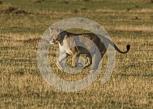 Lioness Panthera leo running in the Serengeti