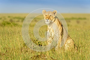 Lioness (Panthera leo) sitting in high grass on savanna