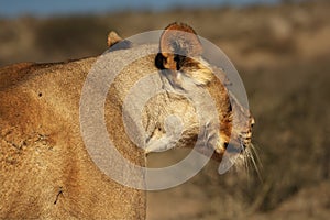 Lioness Panthera leo walking in dry Kalahari desert with dry sand