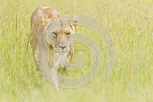 Lioness (Panthera leo) walking on savanna in high grass