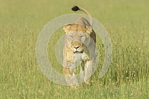 Lioness (Panthera leo) walking on savanna in high grass