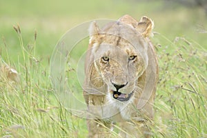 Lioness (Panthera leo) walking on savanna in high grass