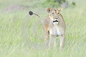 Lioness (Panthera leo) walking on savanna, looking at camera