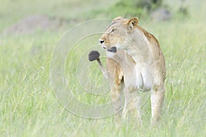 Lioness (Panthera leo) walking on savanna, looking at camera