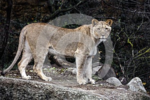 Lioness on the path 1