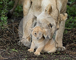 Lioness picks up her small cub, Tanznia