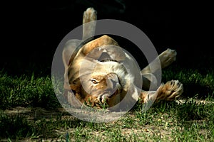 Lioness play