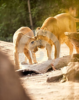 Lioness playful with her cub