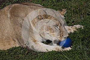 Lioness playing with blue ball