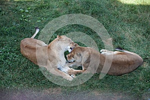 Lioness playing on the grass in a safari