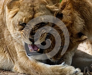 A lioness playing with her cub.