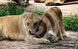 A lioness playing with her cub.