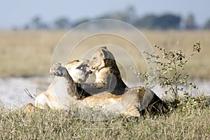 Lioness playing with her cub.