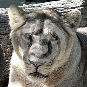 Lioness portrait