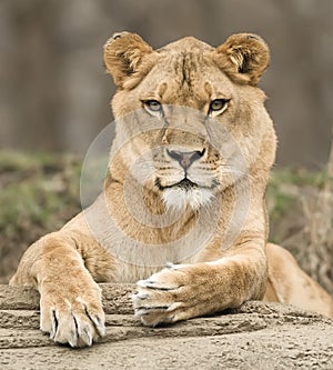 Lioness portrait photo