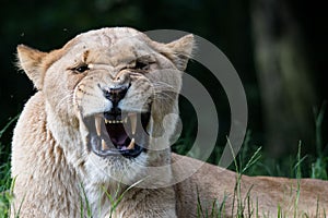 Lioness Portrait