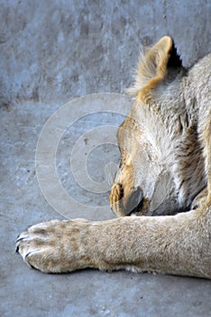 Lioness portrait, the animal lays on grey stones